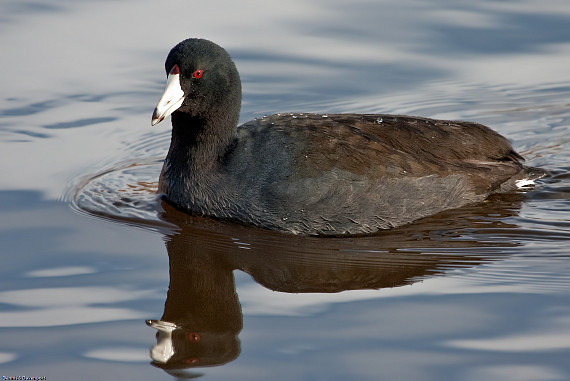 American Coot