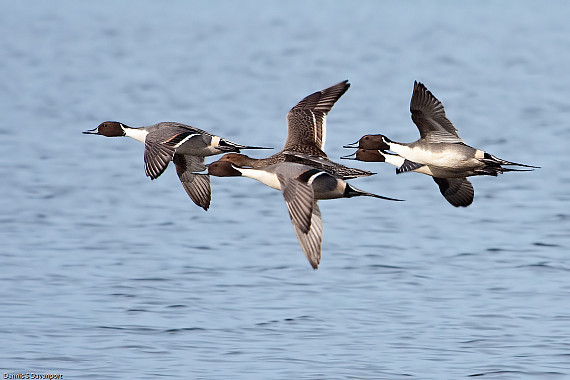 Pintails in Flight
