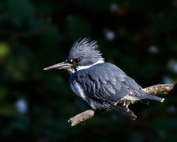 Belted Kingfisher