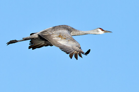Sandhill Crane Fly-by