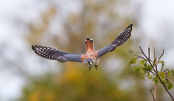 Eye on the Prey