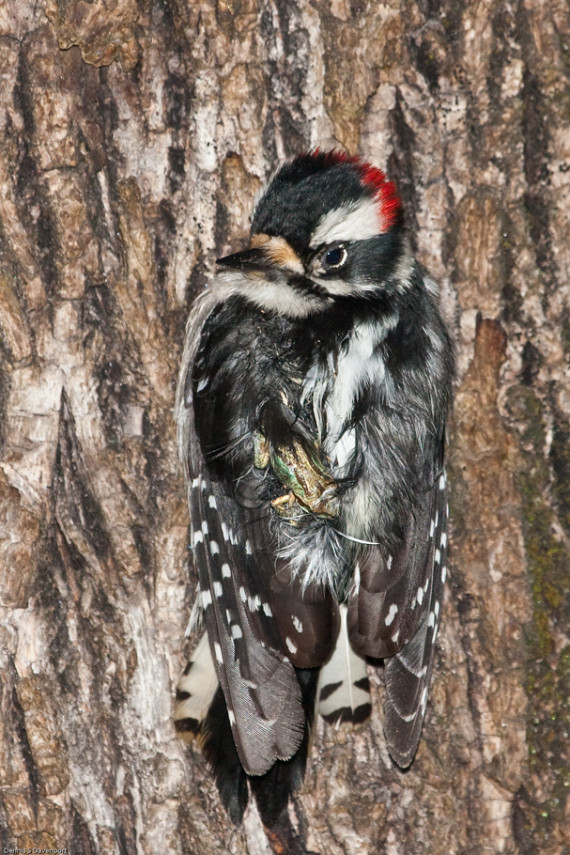 Frog on the back of a Downy Woodpecker