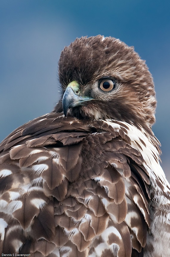 Red-tailed Hawk Portrait