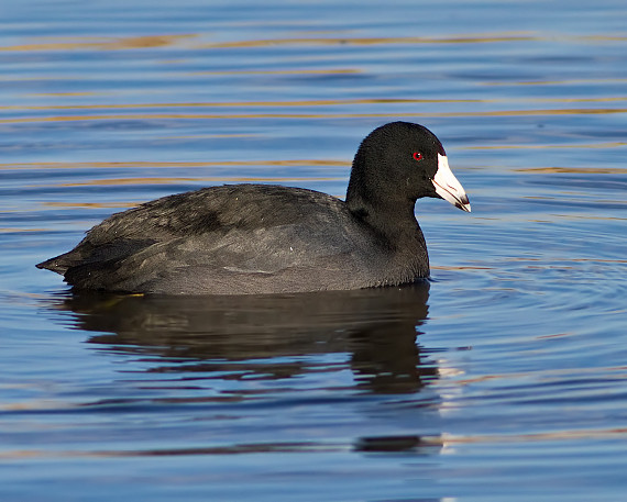 American Coot