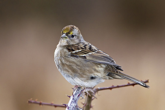 Golden Crowned Sparrow Dennisdavenportphotography Com