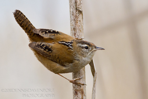 Marsh Wren