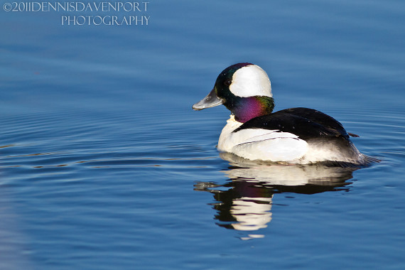 Bufflehead