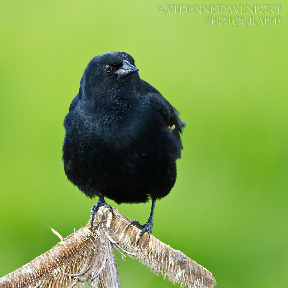 Red-winged Blackbird on Green