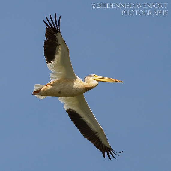 American White Pelican in Flight