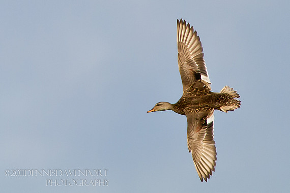Gadwall in Flight