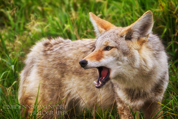 Chewing, Cunning Coyote