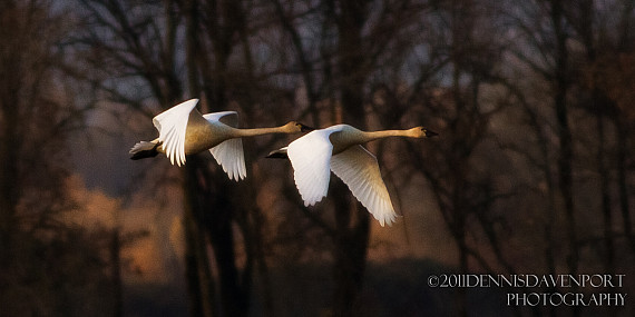 Swans at Ridgefield