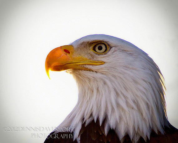 Ridgefield Raptor