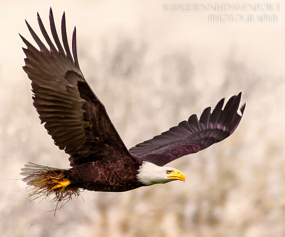 Nesting Bald Eagle at Ridgefield NWR