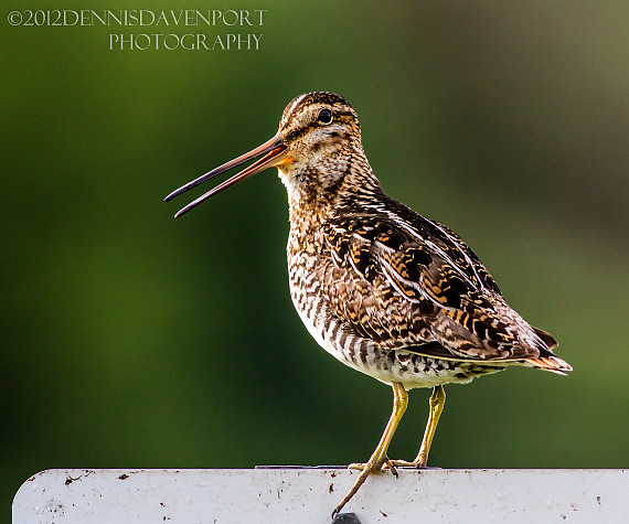 Wilson’s Snipe