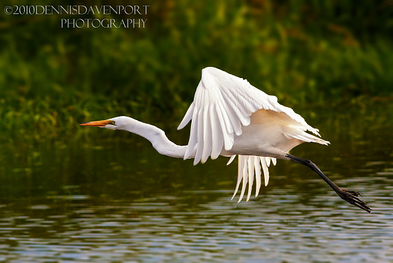 On the Wing