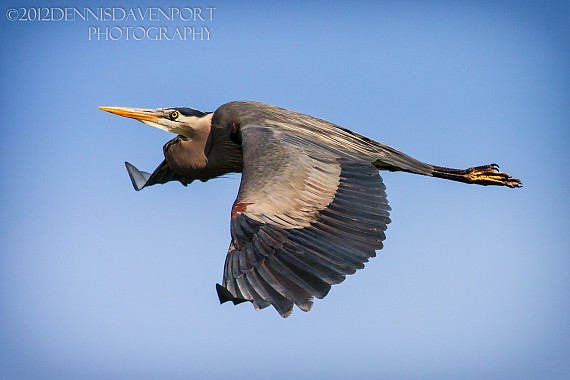 Great Blue Heron in Flight