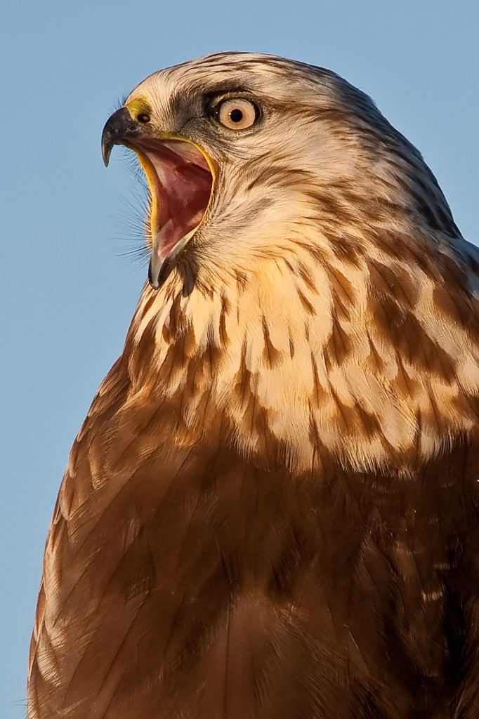 Rough-legged Hawk Profile