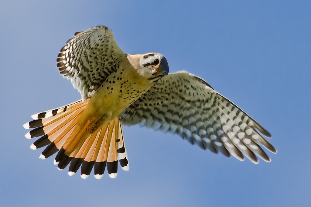 Here, an American Kestrel hovers over a field hunting for prey