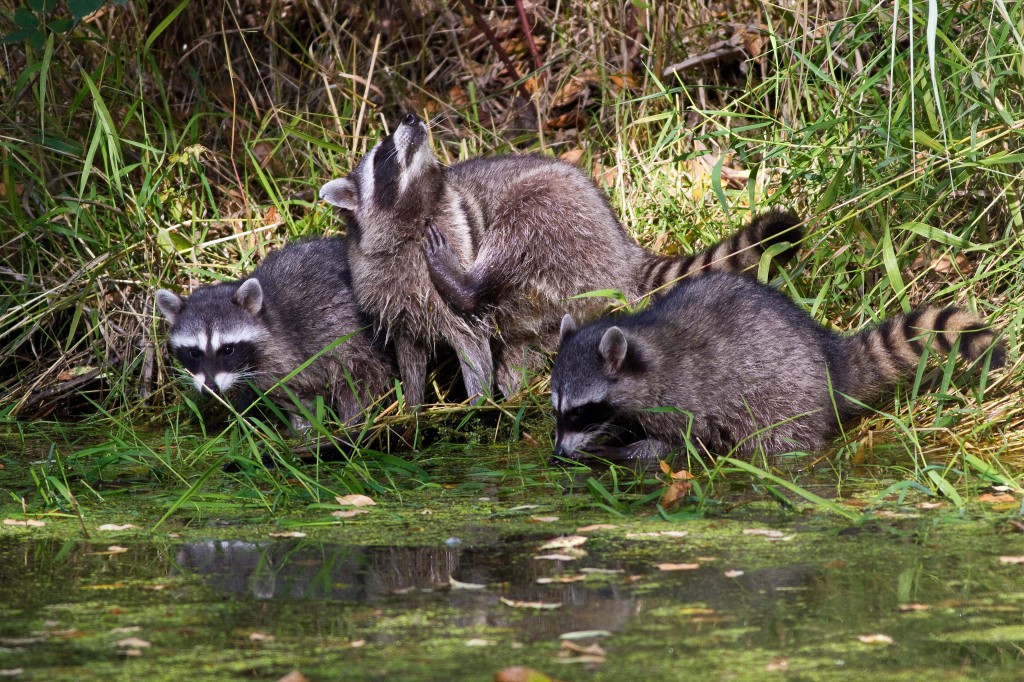 Raccoon group