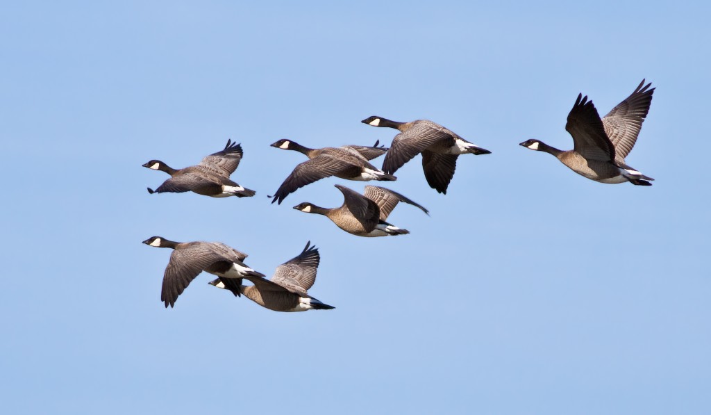 Geese flock in flight