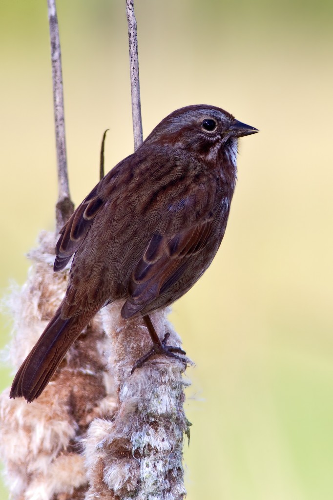 Song Sparrow on cattail