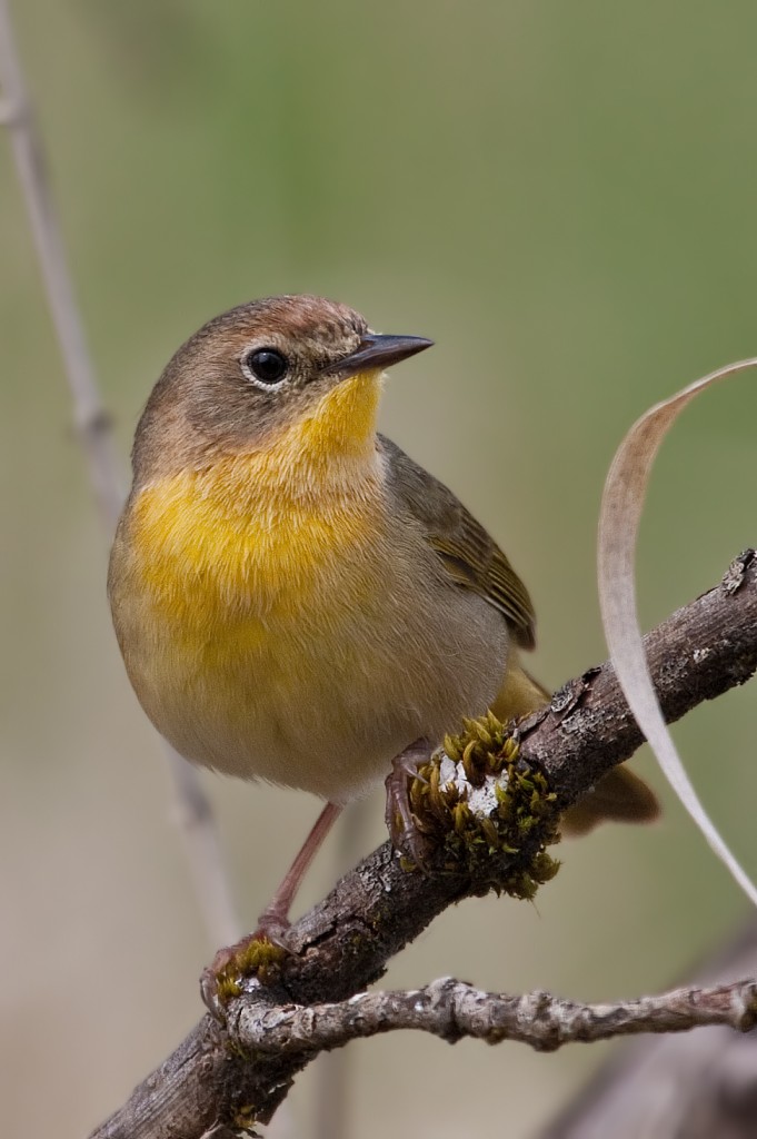 Common Yellowthroat - Female