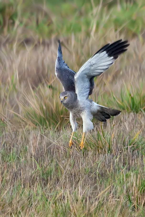 Northern Harrier (the Gray Ghost)