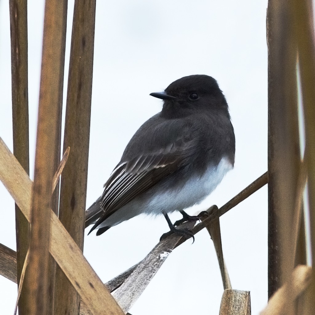_MG_6674 black phoebe in reeds large for GAL