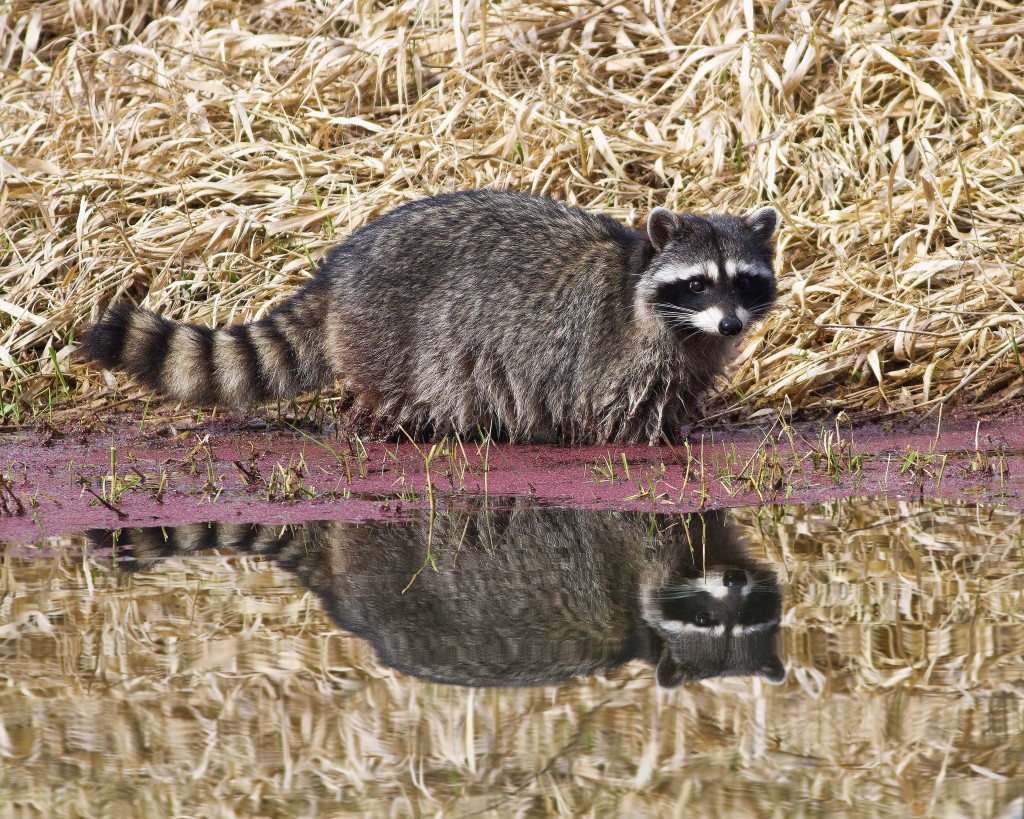 _MG_2390 raccoon modinPS large for GAL