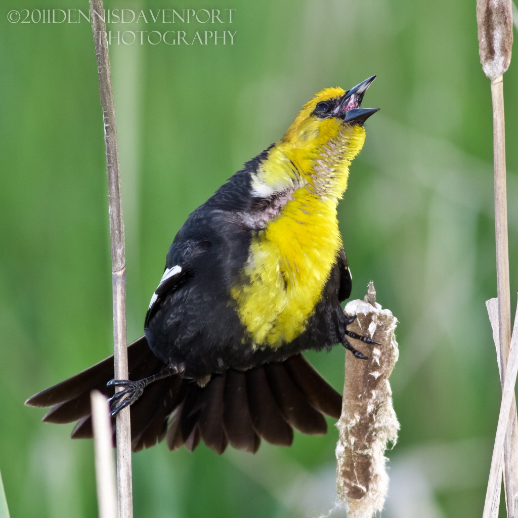A Yellow-headed Blackbird calls with all his might Apr. 29, 2011, at the Ridgefield NWR.                                                https://dennisdavenportphotography.com/