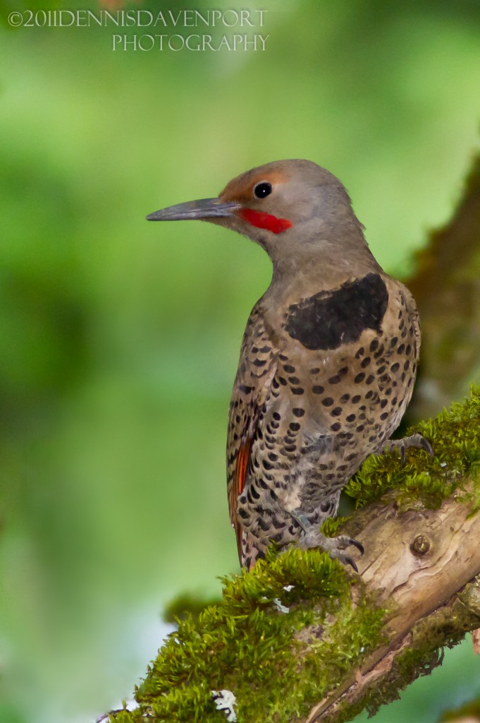 I took a drive over to Mt. Tabor Park in Portland, OR, June 24, 2011.  This Northern Flicker was on the ground right next to my truck, then flew into a wooded area for this shot.  The lack of light in the woods was a challenge.

https://dennisdavenportphotography.com/