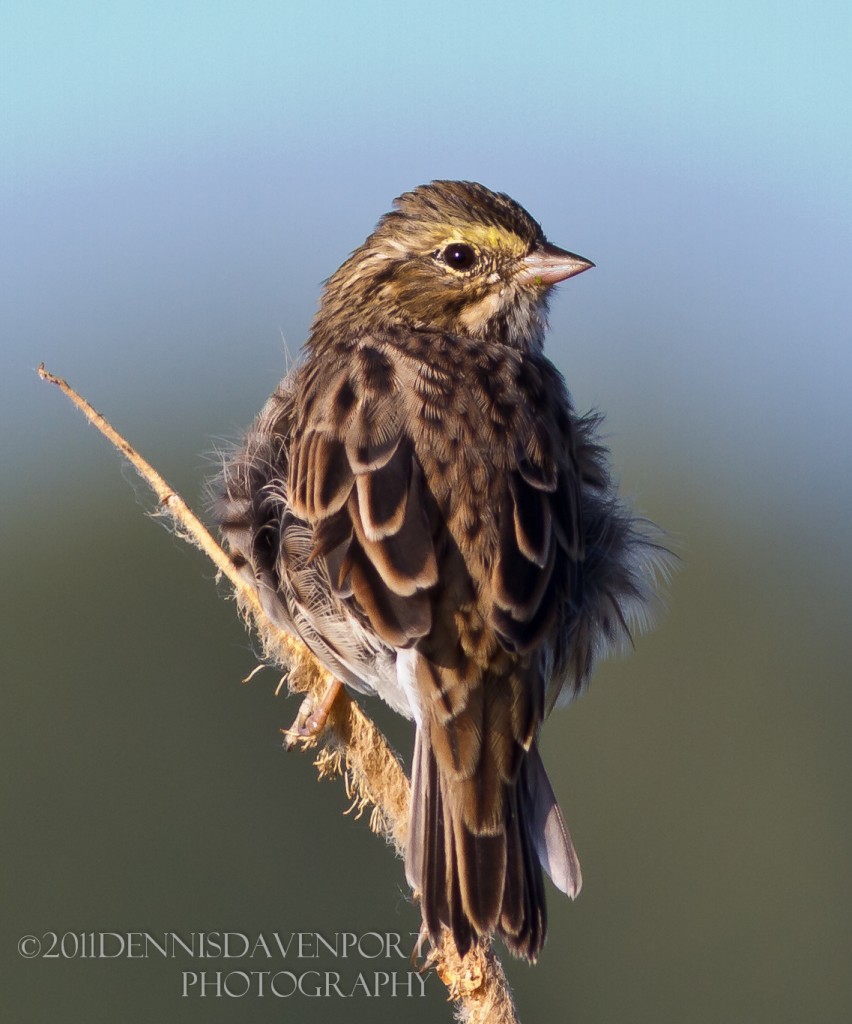 This Savannah Sparrow seemed content sitting in the breeze at the Ridgefield NWR, Aug. 19, 2011.