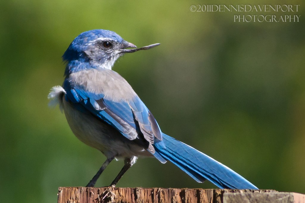 A young Scrub Jay perches on a fence post at the Ridgefield NWR Sep. 28, 2011.  But what's with the extended lower mandible?
https://dennisdavenportphotography.com/