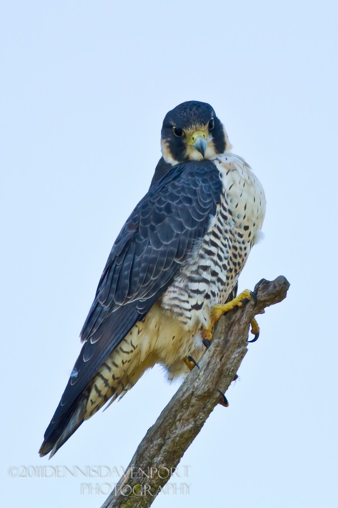 Another look at the Peregrine Falcon at Ridgefield NWR, Oct. 17, 2011.  A little brighter day this day but the perch was right in the shadow of its own tree.