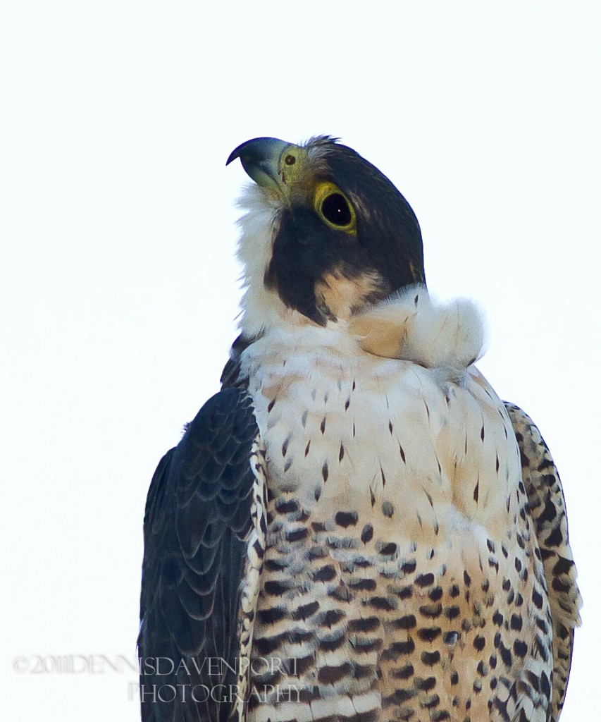_MG_4545-Edit20111017RNWR  peregrine falcon close up
