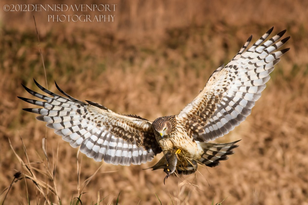 _MG_9816-Edit20120111RNWR   northern harrier with catch