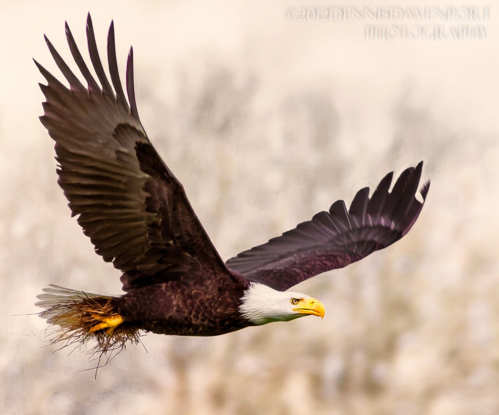 A May 2, 2012, shot of the daddy eagle heading back to the nest with material.

dennisdavenportphotography.com
