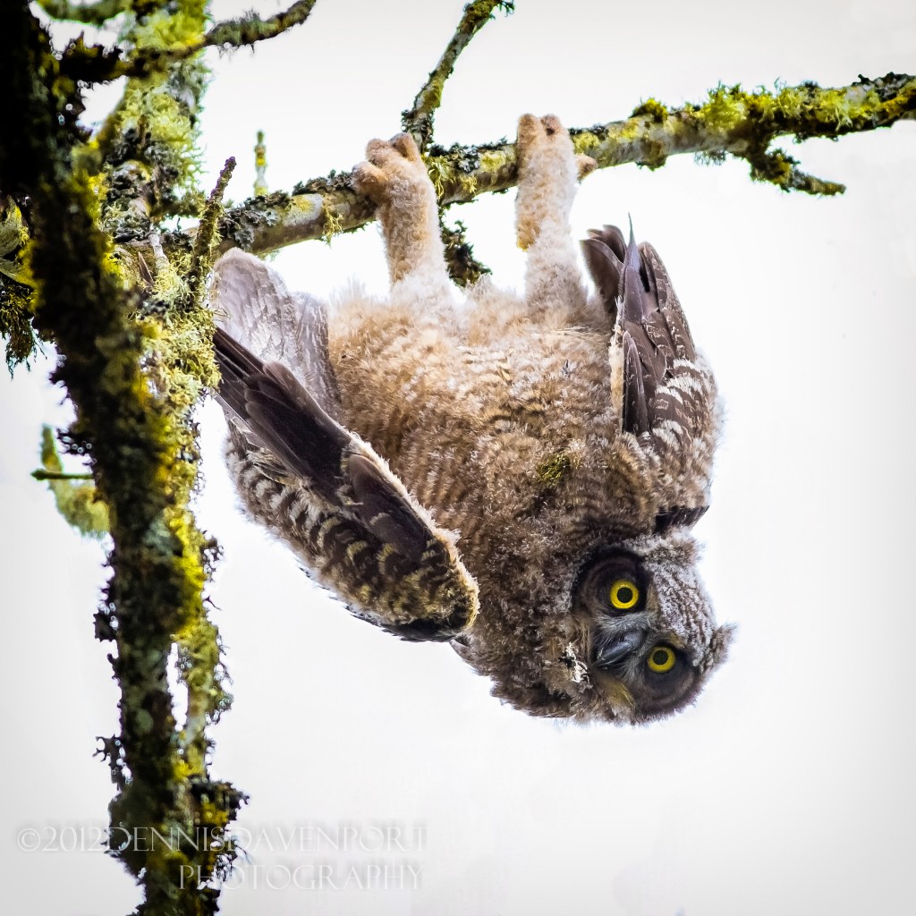 This Great Horned Owlet has been out of the nest about a week.  He perched on a skinny branch and somehow lost his balance.  One more shot taken right before this one in comments.  Taken at Ridgefield NWR May 2, 2012.  Needless to say, he was a little embarrassed but he recovered by letting go of the branch and landing properly on a branch below this one.  Lighting was very challenging on this one!