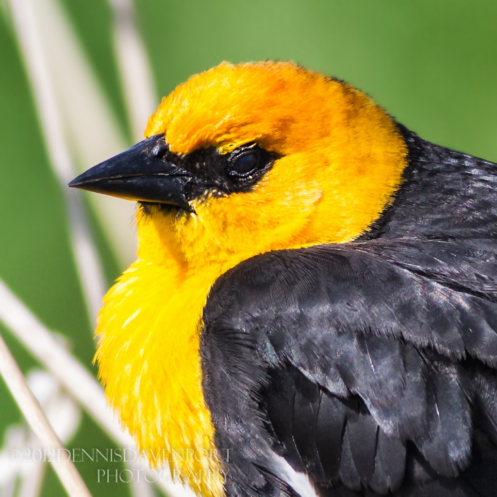 _MG_5351-Edit20120423RNWR   yellow-headed blackbird closeup