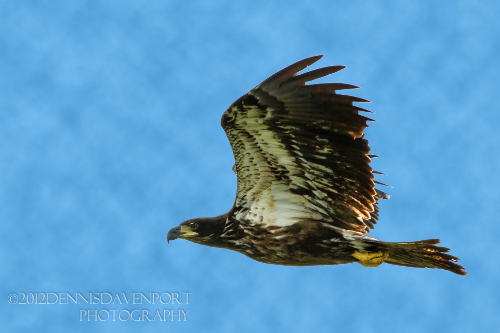 _MG_6284-Edit20120508RNWR   bald eagle in flight