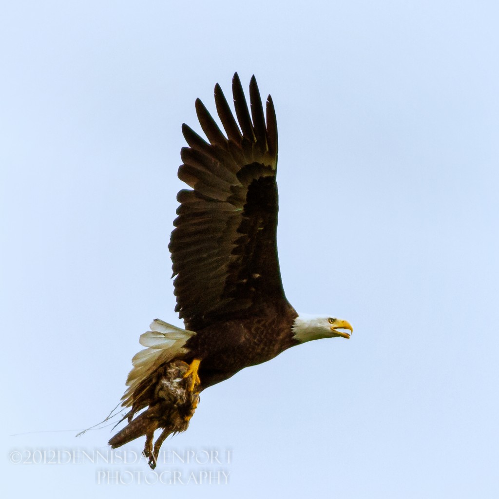 _MG_7433-Edit20120614RNWR  bald eagle with prey