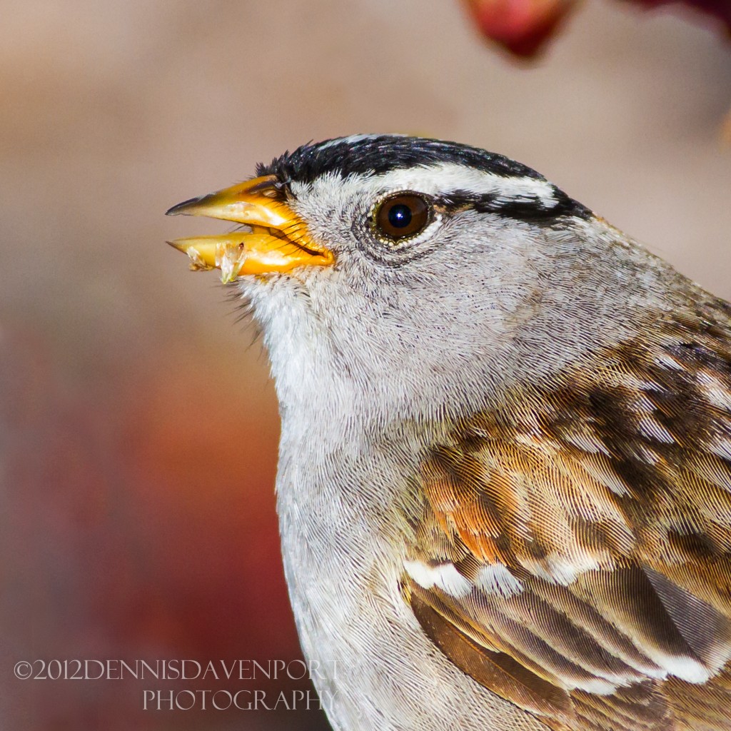 _MG_6421-Edit20120529TUALATIN RIVER  white-crowned sparrow
