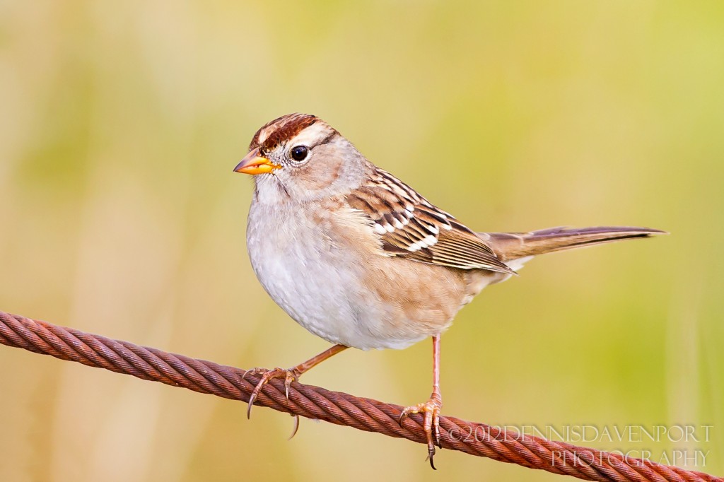 _57A9391-Edit20121102RNWR   golden-crowned sparrow juvenile