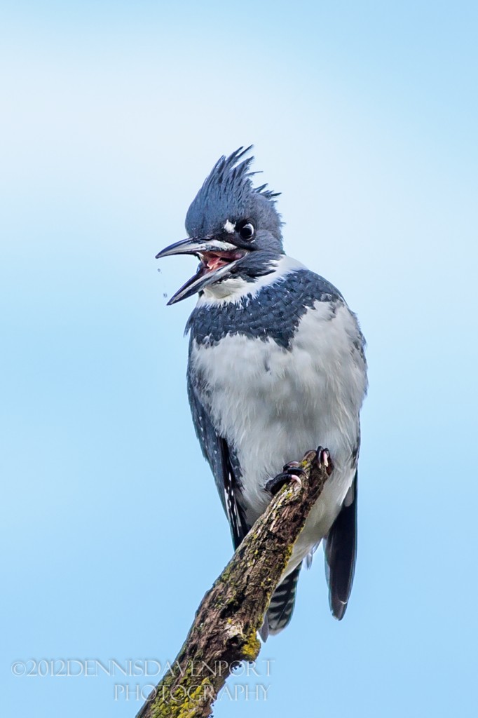_5D30410-Edit20121107RNWR    belted kingfisher