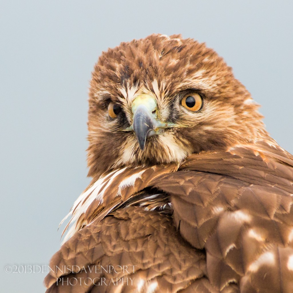 _X5A4947-Edit20130104RNWR   red-tailed hawk