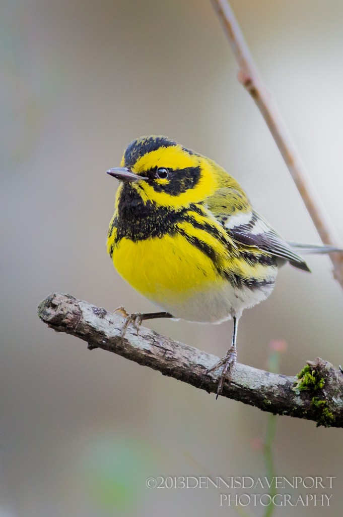 _X5A7054-Edit-220130122Portland,OR   Townsend's Warbler