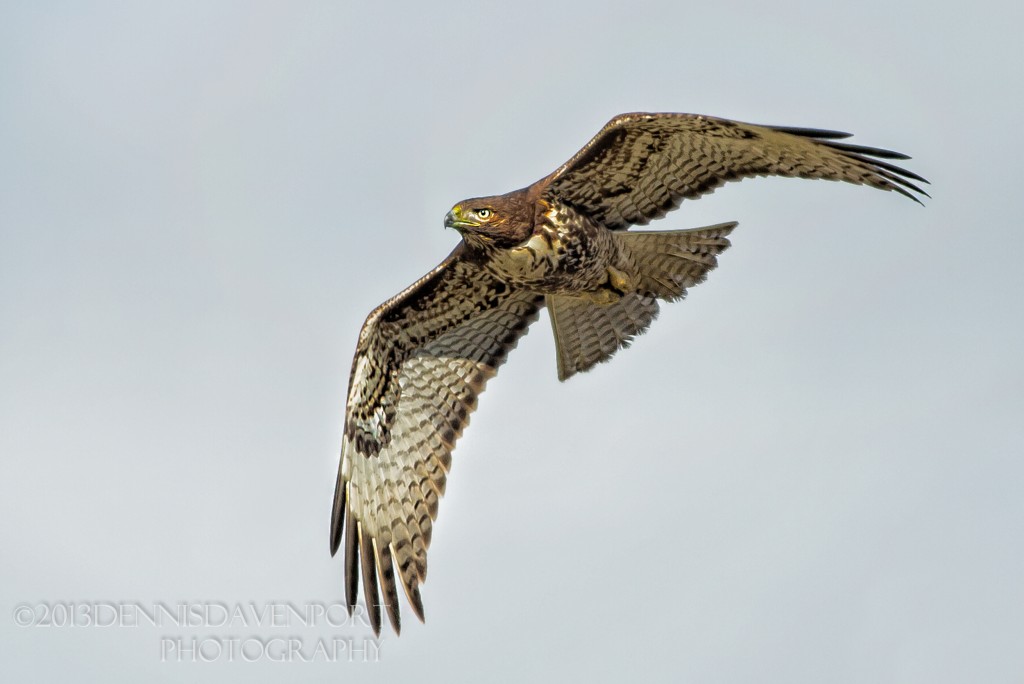 _X5A7273-Edit-2-Edit20130201RNWR   red-tailed hawk  flight