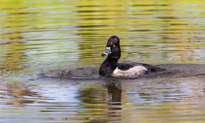 _X5A2231-Edit20130501RNWR   ring-necked duck drake