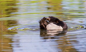 _X5A2309-Edit20130501RNWR  ring-necked duck drake